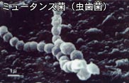 歯科口腔外科